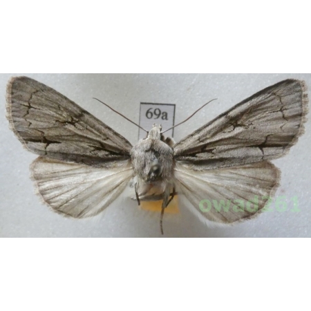 Acronicta psi (Linnaeus, 1758) female Czech69a